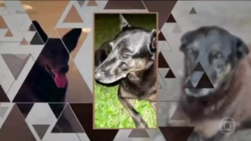 Cuidadora de cão Orelha nega boatos sobre morte do animal comunitário em Florianópolis