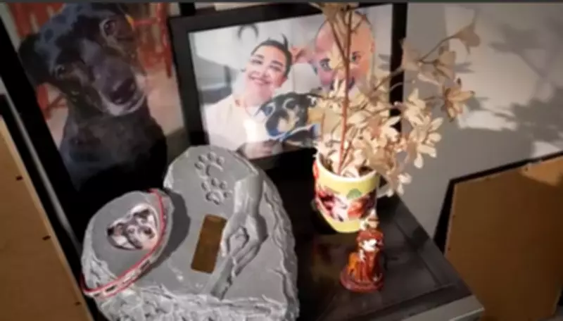 Cuidadora gasta R$ 3 mil em cremação de cão e carrega cinzas em amuleto emocional