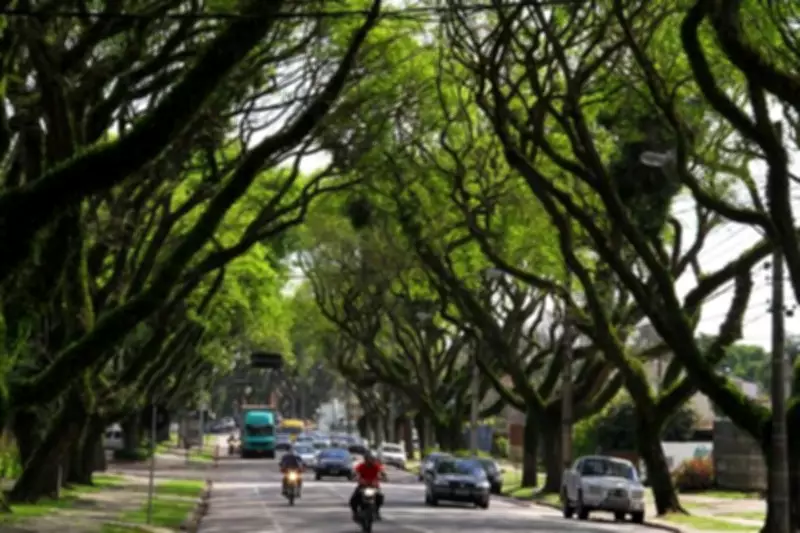 Curitiba enfrenta déficit de mais de 260 mil árvores na arborização viária
