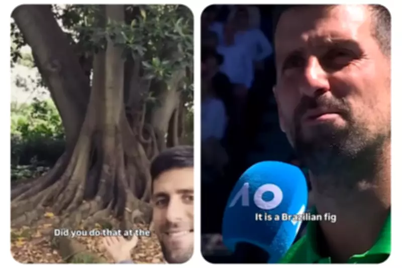 Declaração de Djokovic sobre figueira brasileira gera debate botânico e psicológico
