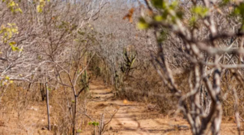 Defesa Civil declara emergência por seca em Carira (SE) e outras cidades do Nordeste