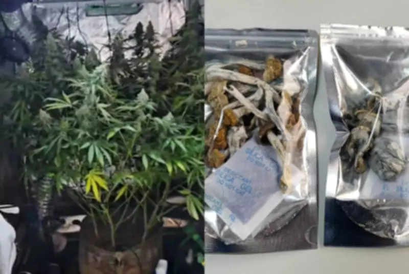 Dentista preso em Itararé com estufa de maconha e cogumelos alucinógenos em casa