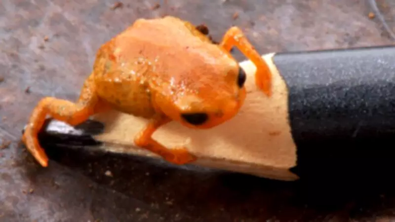 Descoberta de sapinho minúsculo na Mata Atlântica reforça urgência de proteção ambiental