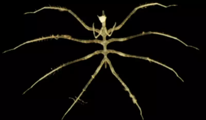 Descoberta no Oceano Pacífico: 90% das espécies a 4 km de profundidade são novas para a ciência