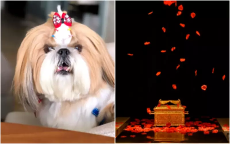 Despedidas de pet em Goiás incluem chuva de pétalas e diamante das cinzas