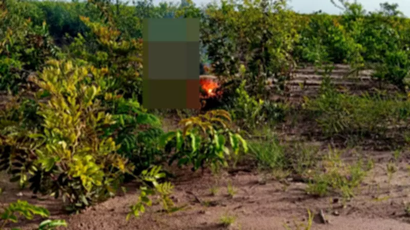 Dois cachorros morrem eletrocutados após contato com fio caído em fazenda do Piauí