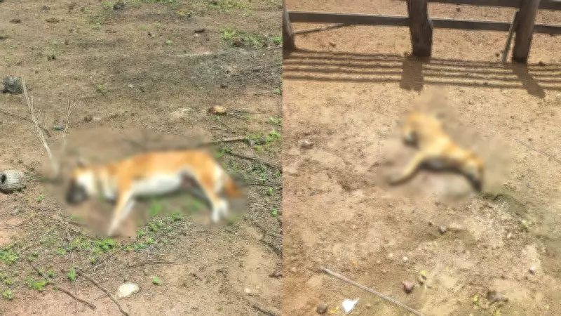 Dois cachorros são encontrados mortos e tutora suspeita de envenenamento no Piauí