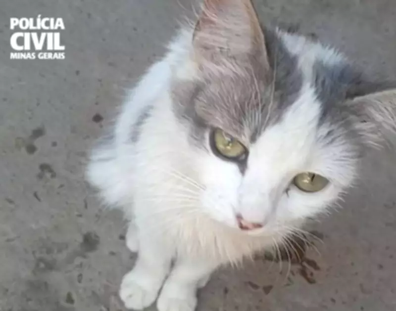 Dois homens indiciados por tortura e morte de gata grávida em Taiobeiras