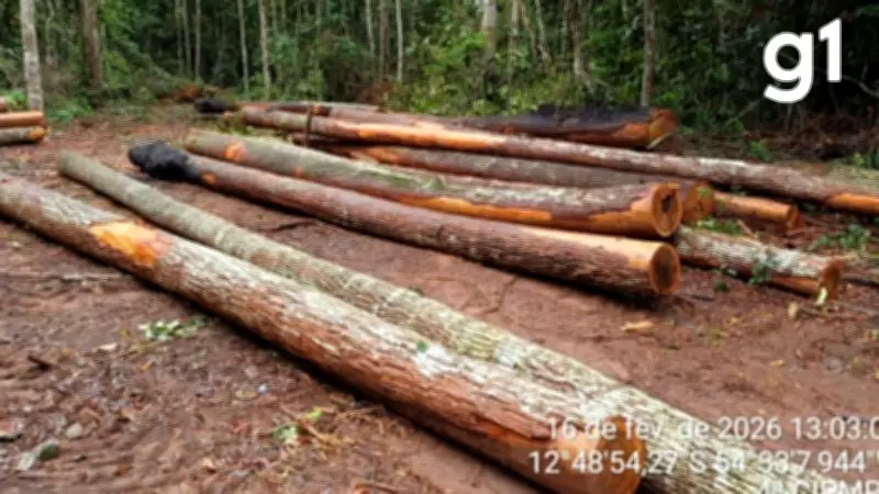 Dois homens são presos por extração ilegal de madeira em unidade de conservação em MT