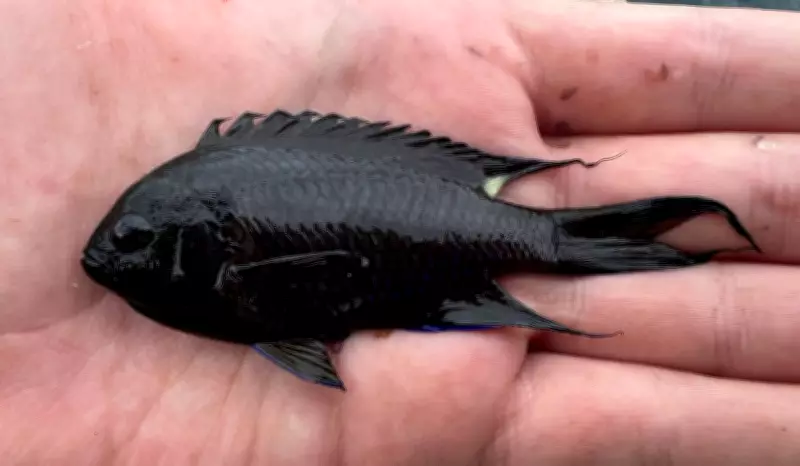 Donzela-real: peixe invasor asiático se adapta ao litoral brasileiro e ameaça ecossistemas