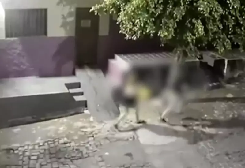 Duas agressões graves contra mulheres em Cajazeiras em menos de 24 horas