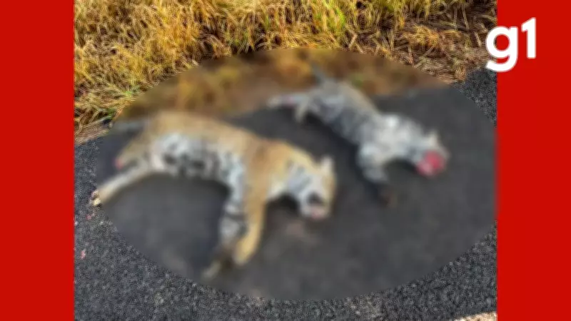 Duas onças-pintadas são atropeladas em rodovia de Mato Grosso; vídeo viraliza