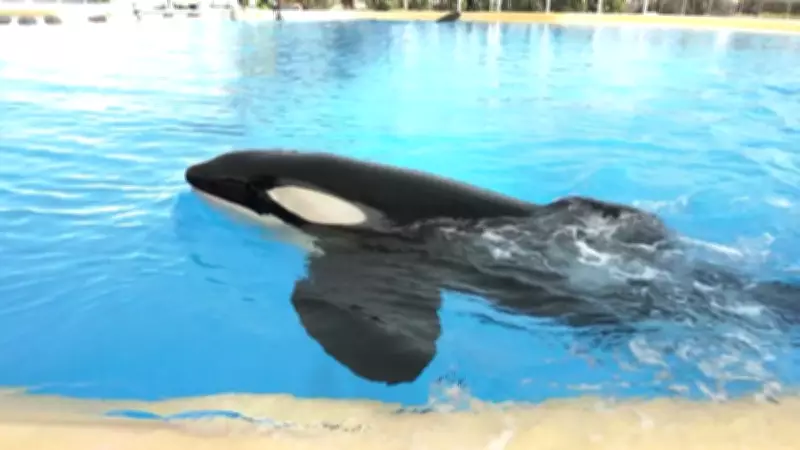 Duas orcas serão transferidas da França para as Ilhas Canárias após fechamento de parque