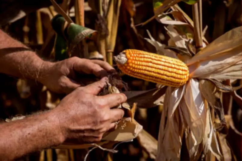 Egito se torna segundo maior destino das exportações de Mato Grosso em 2025