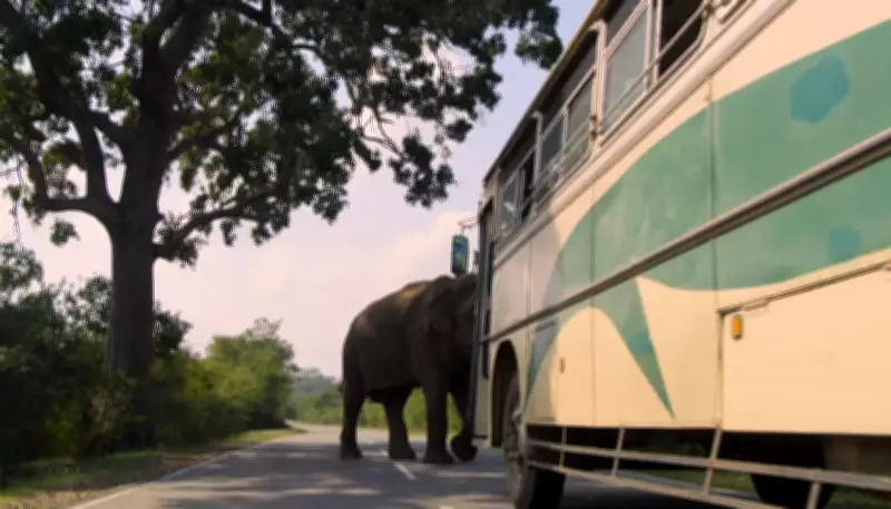 Elefantes asiáticos bloqueiam trânsito no Sri Lanka em convivência urbana inusitada