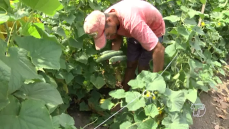 Emater-Pará firma parcerias com Santarém e Mojuí dos Campos para fortalecer agricultura familiar