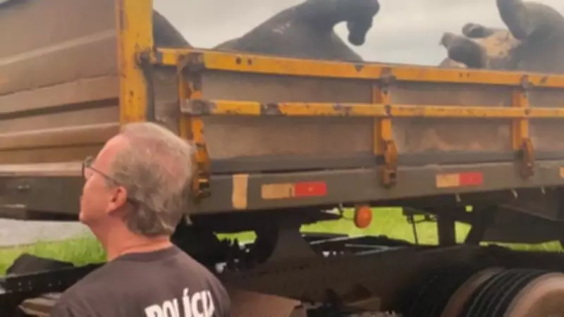 Empresário e veterinário presos por fraude em acidente com gado em Uberaba