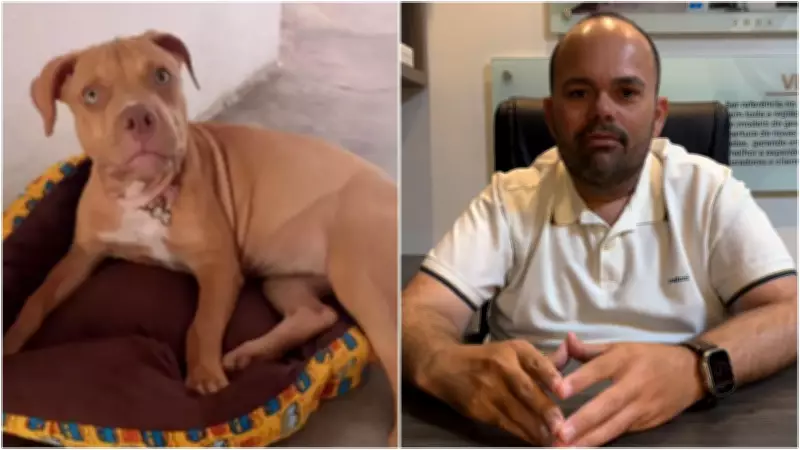 Empresário que 'voou' sobre duna no CE é suspeito de atropelar e matar cadela pitbull