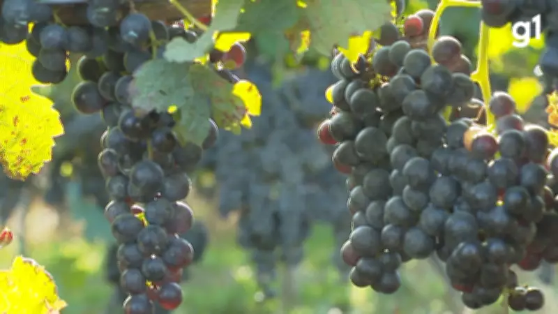 Encruzilhada do Sul se consolida como terroir de uvas finas para vinhos e espumantes premiados