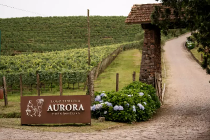 Enoturismo na Serra Gaúcha bate recorde com 261 mil visitantes em 2025