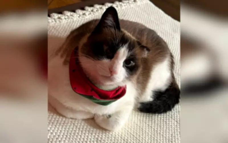 Envenenamento de animais: veterinária alerta sobre sintomas e advogado explica responsabilização