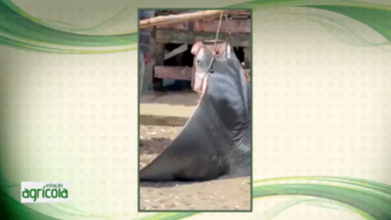 Estação Agrícola de Sergipe apresenta safra promissora em fevereiro de 2026