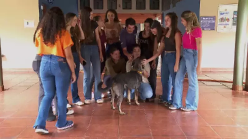 Estudante adota cachorro comunitário após susto com disparo de arma em Ituverava