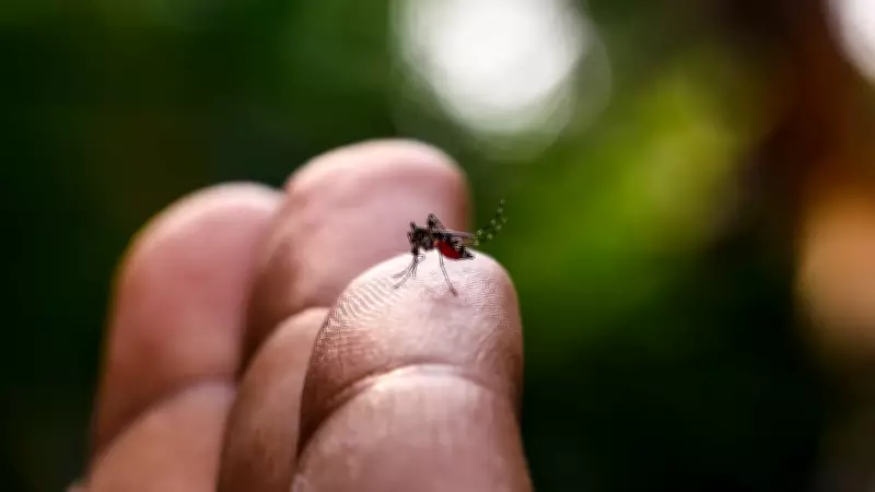 Estudo brasileiro diferencia sintomas da febre Oropouche e dengue em surto de 2024