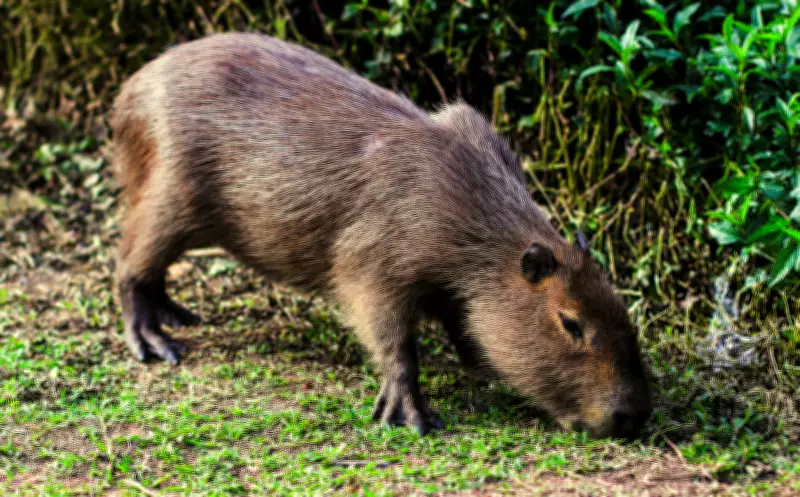 Estudo da UFSC e Floram revela baixo risco de Febre Maculosa em áreas com capivaras em Florianópolis