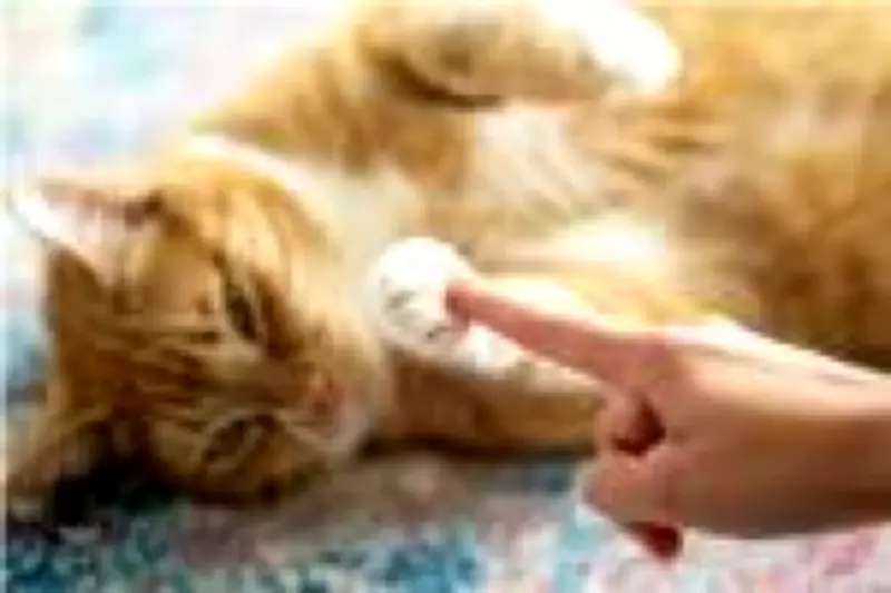 Estudo revela que ronronar de gatos é único como impressão digital