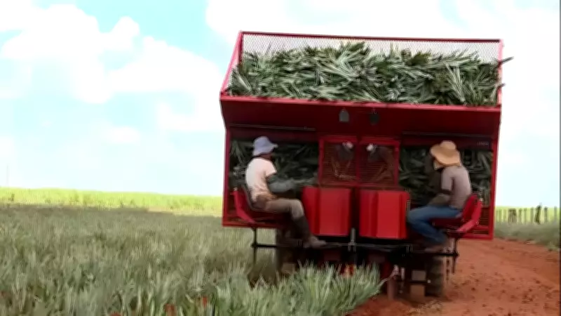 Ex-produtor mineiro cria engenhocas inovadoras que revolucionam plantio de abacaxi e são exportadas