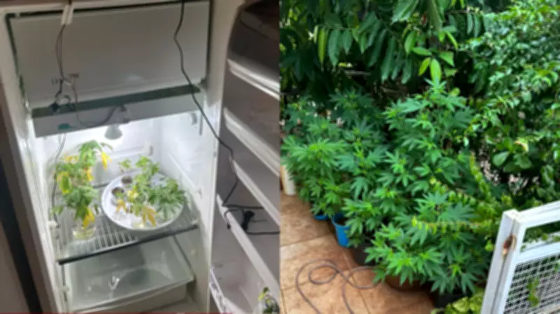 Ex-professor preso em Londrina por cultivar maconha em casa transformada em laboratório