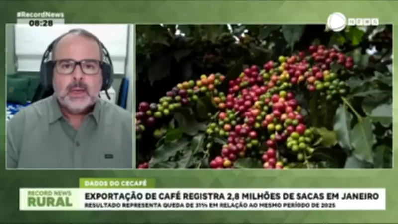 Exportações de café do Brasil caem 31% em janeiro, somando 2,8 milhões de sacas