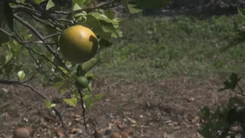 Exportações de suco de laranja para a União Europeia disparam 55% em janeiro