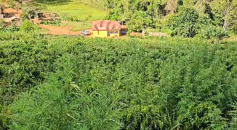Família cultiva maconha escondida em cafezal em Fervedouro; mulher é presa