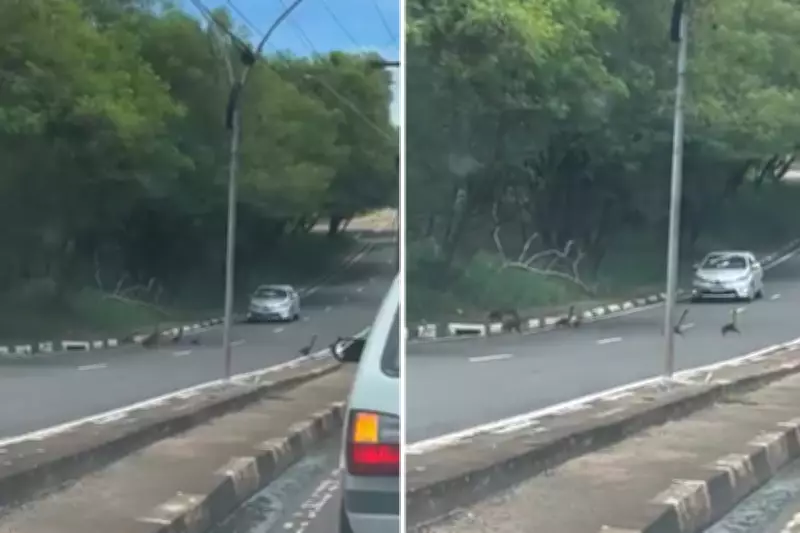 Família de quatis interrompe trânsito ao atravessar avenida em Presidente Prudente (SP)