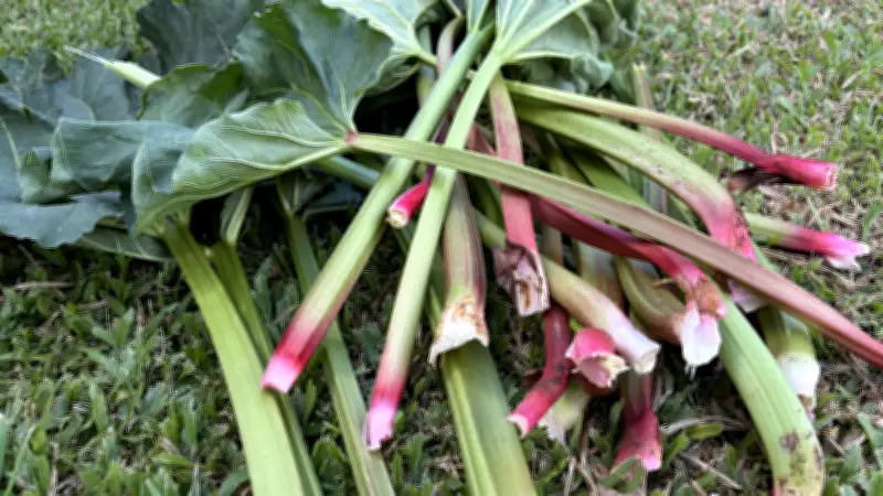 Família gaúcha transforma cultivo de ruibarbo em negócio único no Brasil