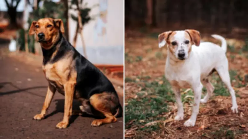 Feira 'Adote um Amigo' incentiva adoção de pets idosos e adultos em Bauru (SP)