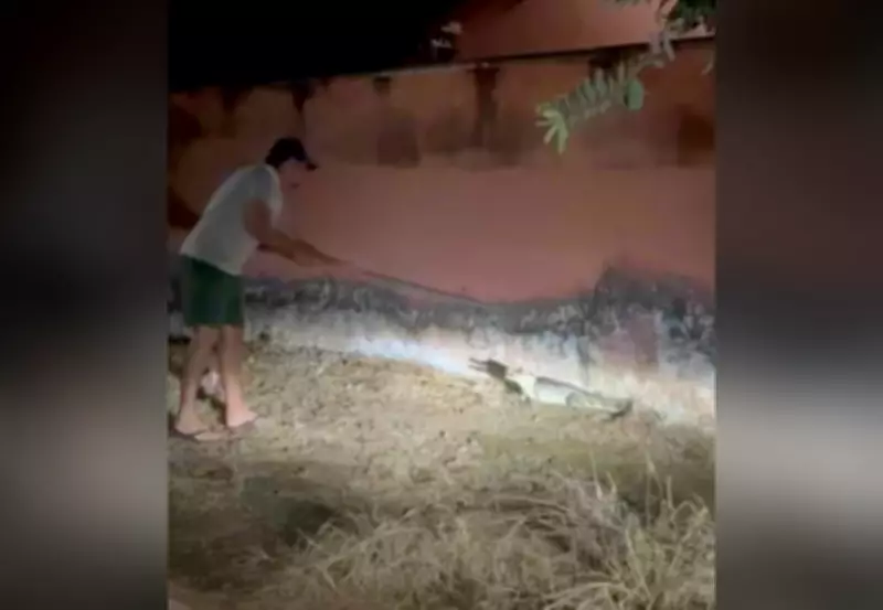 Filhote de Jacaré Surge em Centro Urbano do Tocantins e Gera Alerta Ambiental