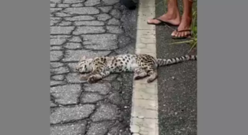 Filhote de jaguatirica morre atropelado em estrada de Itaperuna, no RJ