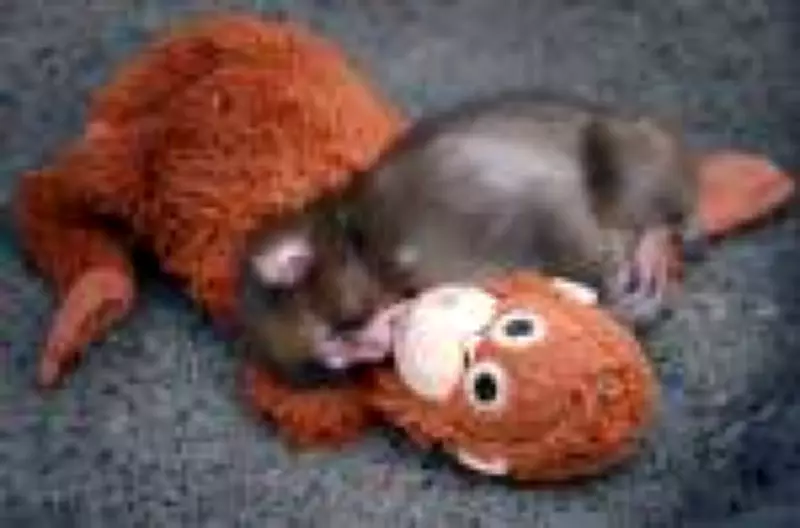 Filhote de macaco rejeitado encontra conforto em pelúcia e vira fenômeno no Japão