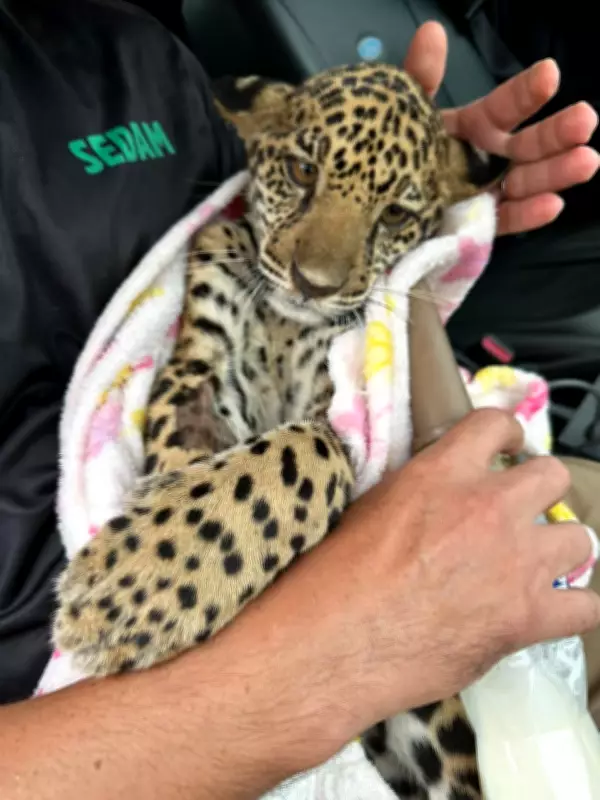 Filhote de onça-pintada ferido é resgatado em zona rural de Machadinho d'Oeste, RO