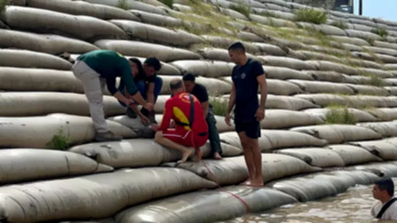 Filhote de peixe-boi ferido é resgatado em Óbidos, Pará, em operação conjunta