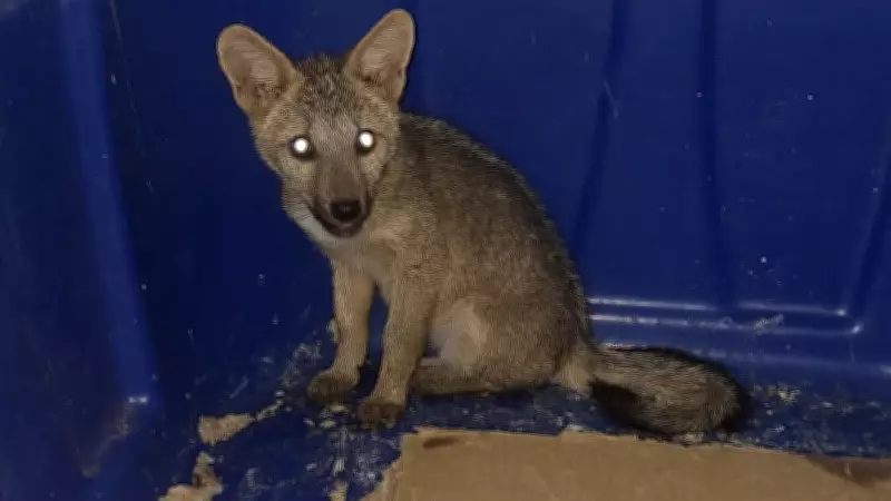 Filhote de raposa é resgatado após invadir residência no Norte do Piauí