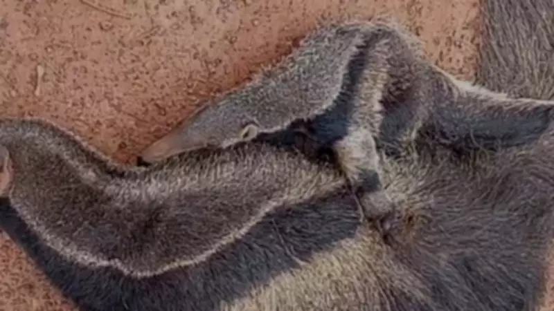 Filhote de tamanduá é resgatado abraçado à mãe morta por atropelamento em estrada de MG