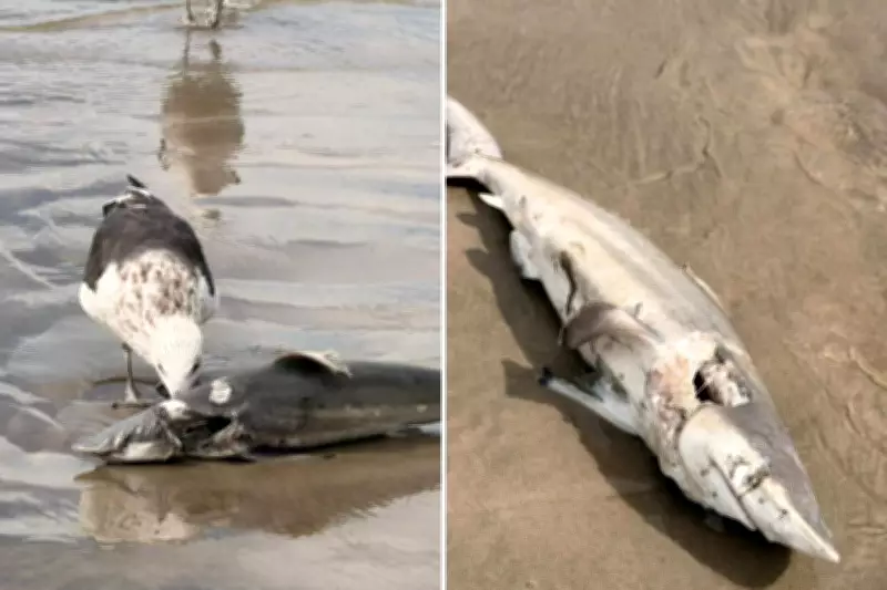 Filhote de tubarão-galha-preta é encontrado morto em praia de São Paulo