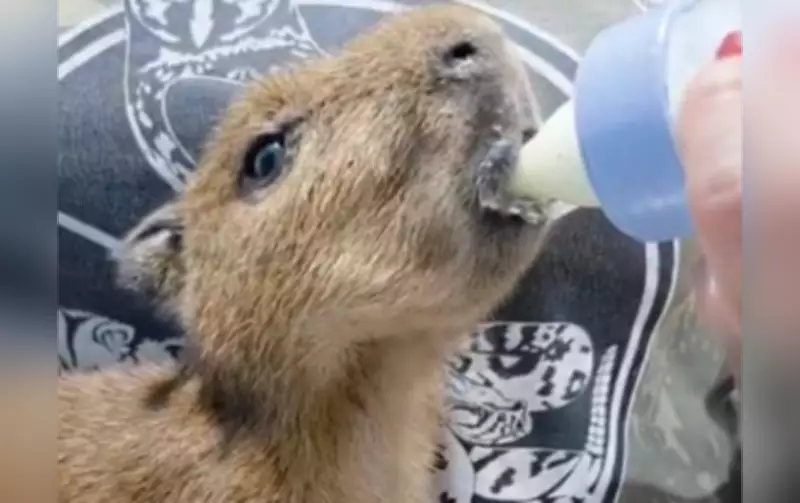 Filhotes de capivara são resgatados após se perderem da mãe em Votorantim