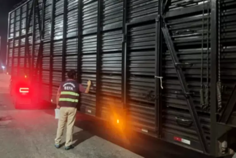 Fiscais apreendem 120 cabeças de gado com nota subfaturada na divisa do Pará