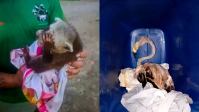 Flamingo com asa quebrada e filhote de guaxinim são resgatados e recebem cuidados no Amapá