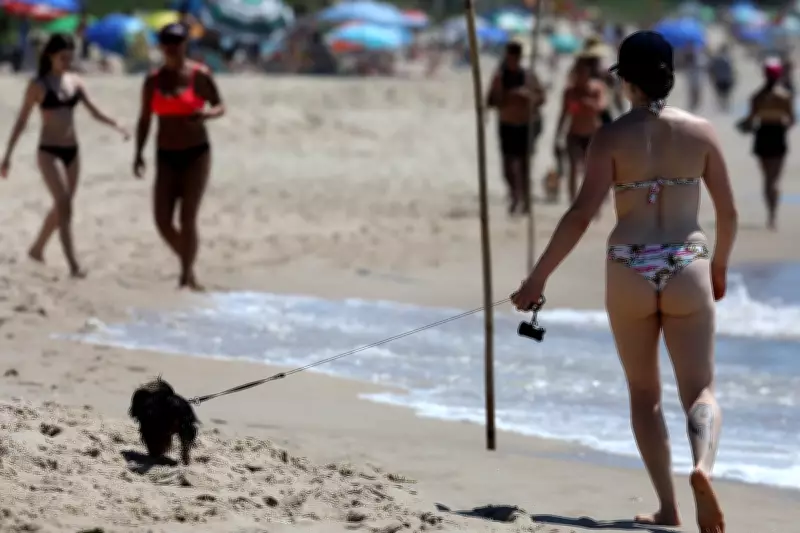 Florianópolis regulamenta presença de cães nas praias do Campeche e Ingleses com regras específicas